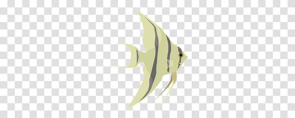 Animal Animals, Fish, Angelfish, Sea Life Transparent Png