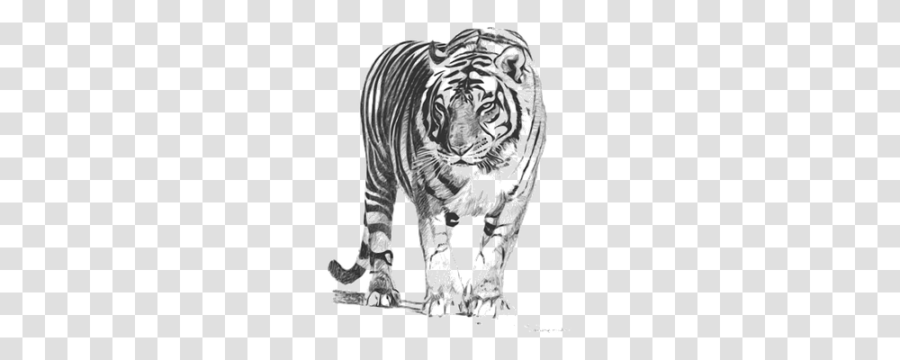 Animal Nature, Mammal, Tiger, Wildlife Transparent Png