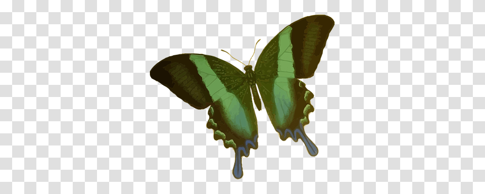 Animal Nature, Butterfly, Insect, Invertebrate Transparent Png