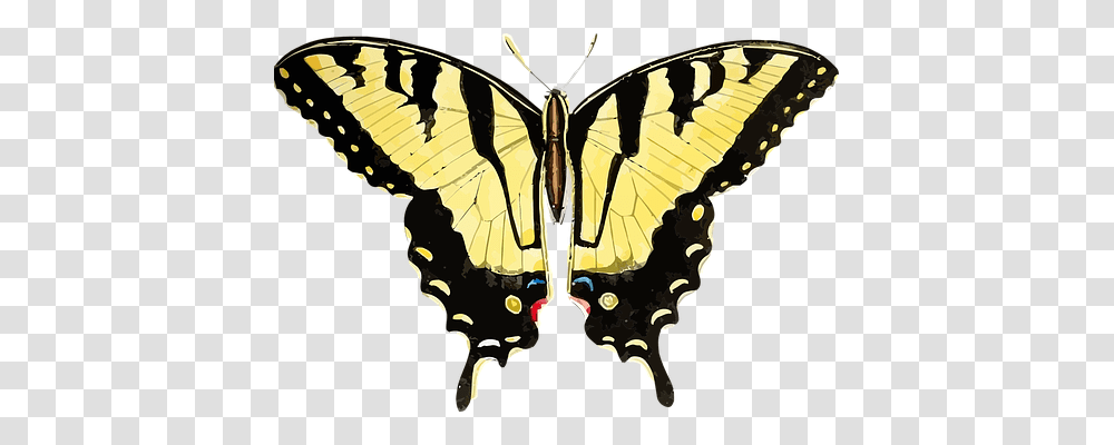 Animal Nature, Insect, Invertebrate, Butterfly Transparent Png