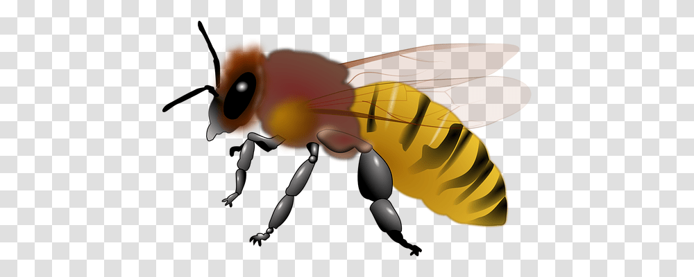 Animal Animals, Toy, Insect, Invertebrate Transparent Png