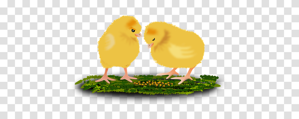 Animal Nature, Hen, Chicken, Poultry Transparent Png