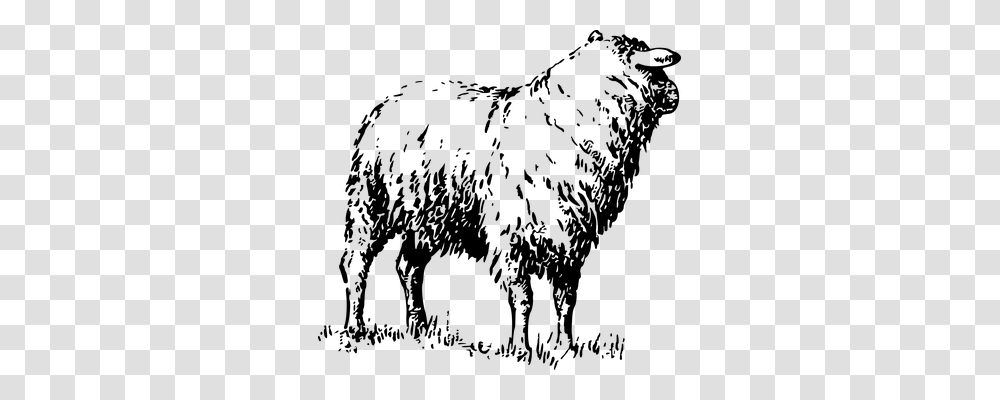 Animal Animals, Gray, World Of Warcraft Transparent Png