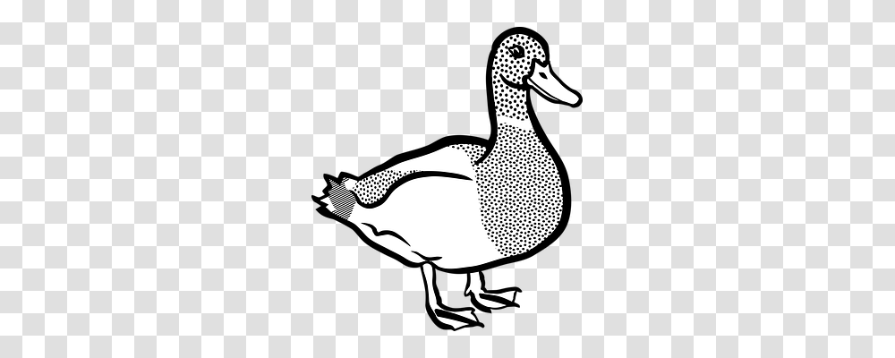 Animal Animals, Duck, Bird, Waterfowl Transparent Png