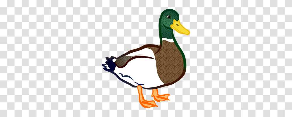 Animal Animals, Waterfowl, Bird, Duck Transparent Png