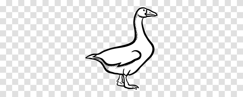 Animal Animals, Goose, Bird, Duck Transparent Png