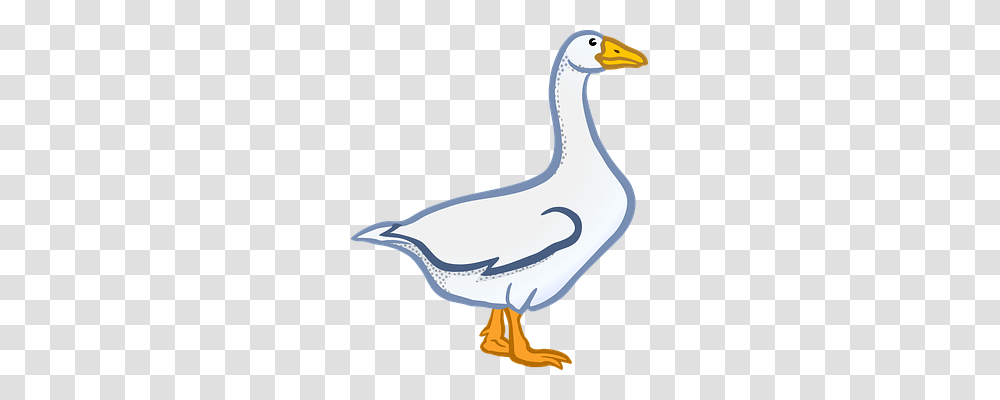 Animal Animals, Goose, Bird, Duck Transparent Png