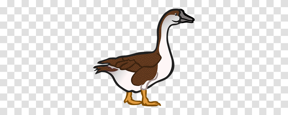 Animal Animals, Bird, Goose, Duck Transparent Png