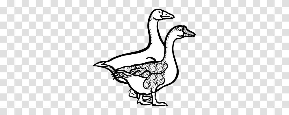 Animal Animals, Goose, Bird, Anseriformes Transparent Png