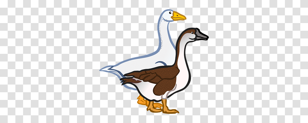 Animal Animals, Duck, Bird, Goose Transparent Png