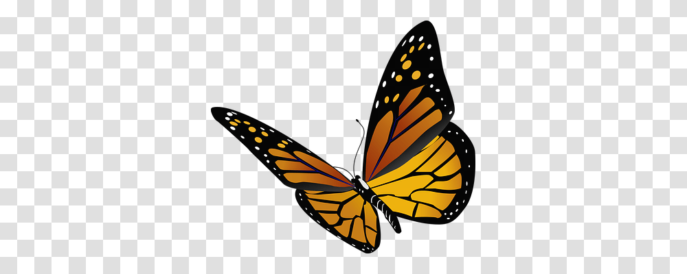 Animal Animals, Monarch, Butterfly, Insect Transparent Png