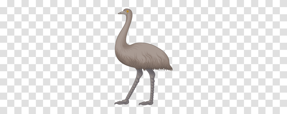 Animal Animals, Bird, Crane Bird, Flamingo Transparent Png