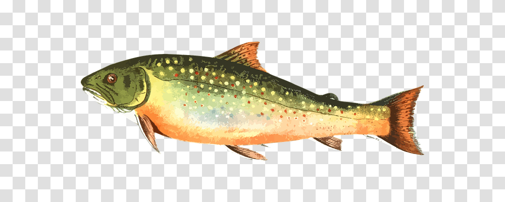 Animal Animals, Trout, Fish, Cod Transparent Png
