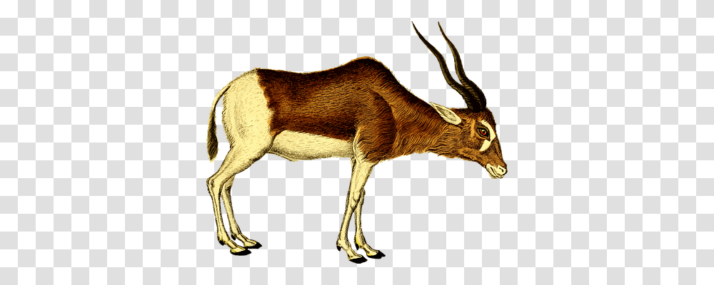 Animal Animals, Antelope, Wildlife, Mammal Transparent Png