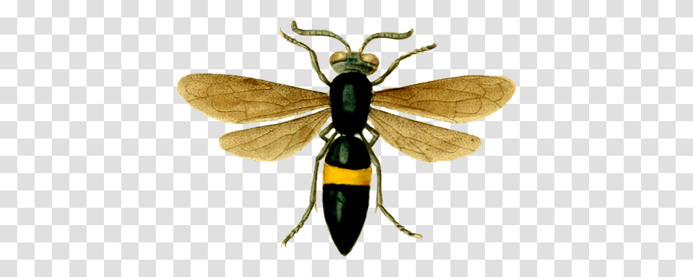 Animal Animals, Insect, Invertebrate, Wasp Transparent Png