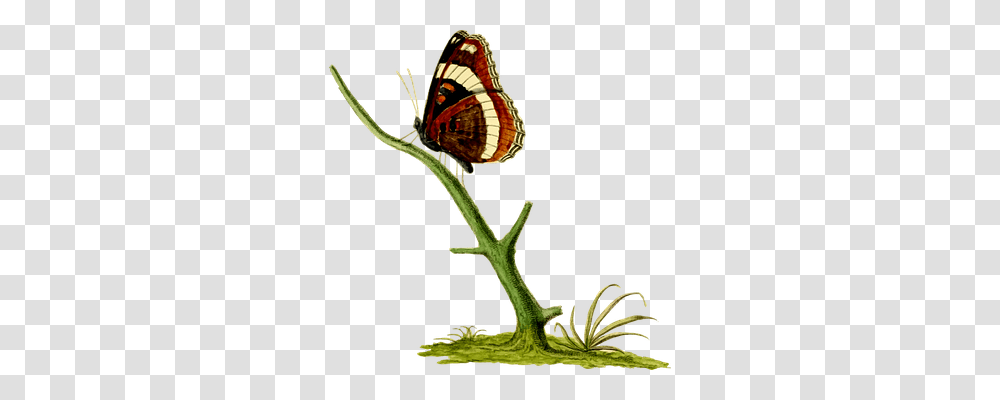 Animal Animals, Insect, Invertebrate, Butterfly Transparent Png