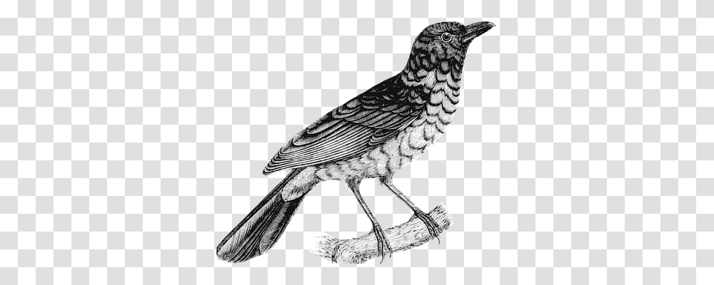 Animal Animals, Bird, Blackbird, Agelaius Transparent Png