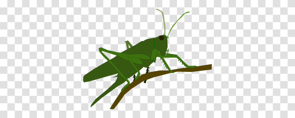 Animal Nature, Grasshopper, Insect, Invertebrate Transparent Png