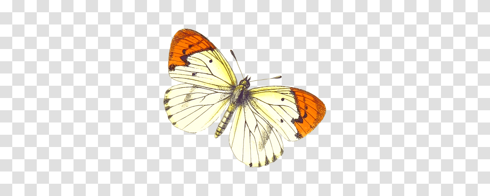 Animal Animals, Butterfly, Insect, Invertebrate Transparent Png