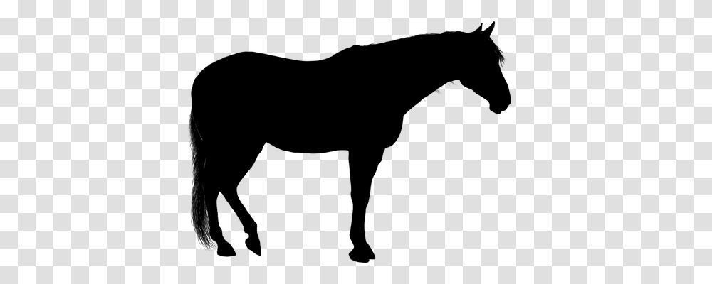 Animal Animals, Gray, World Of Warcraft Transparent Png