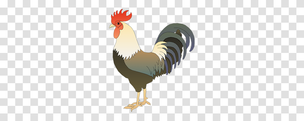 Animal Animals, Fowl, Bird, Poultry Transparent Png