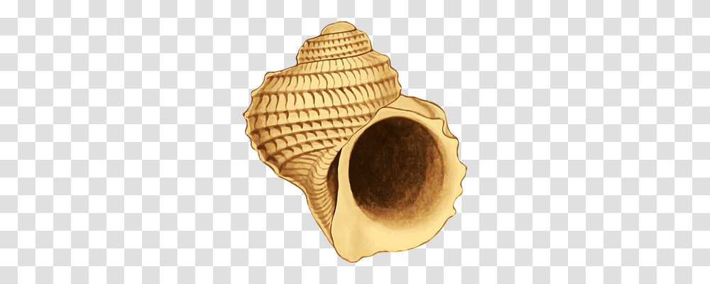 Animal Holiday, Sea Life, Seashell, Invertebrate Transparent Png