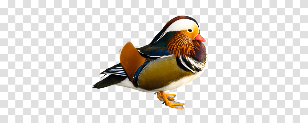 Animal Animals, Bird, Duck, Waterfowl Transparent Png