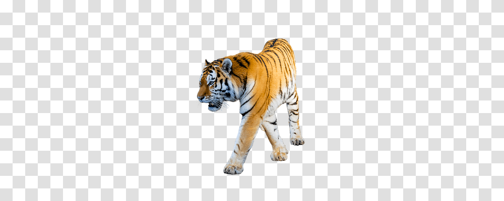 Animal Animals, Tiger, Wildlife, Mammal Transparent Png