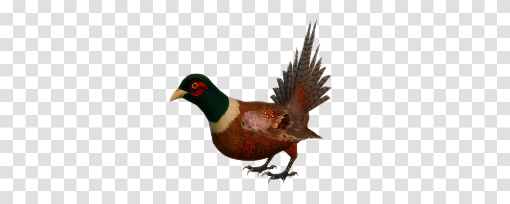 Animal Animals, Bird, Pheasant, Beak Transparent Png