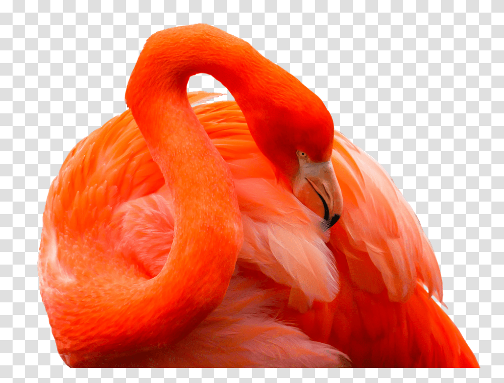 Animal 960, Animals, Bird, Flamingo, Beak Transparent Png