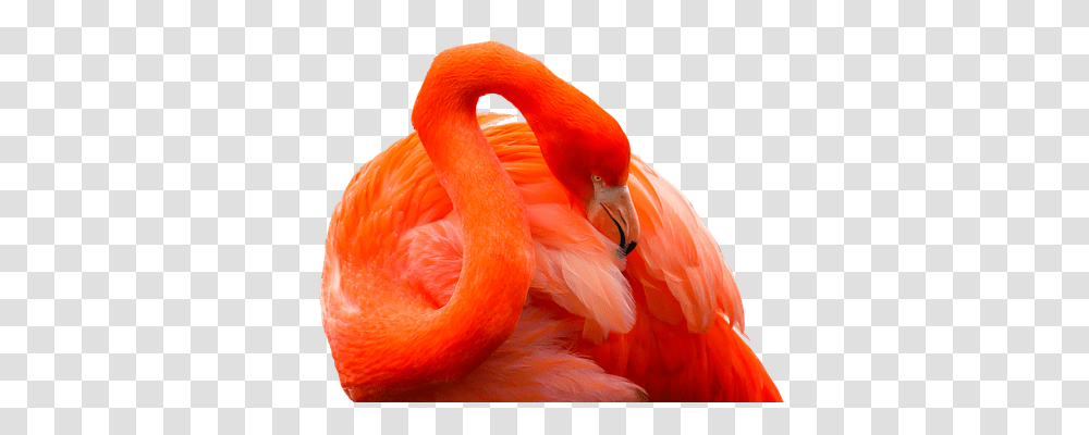 Animal Animals, Bird, Flamingo, Beak Transparent Png