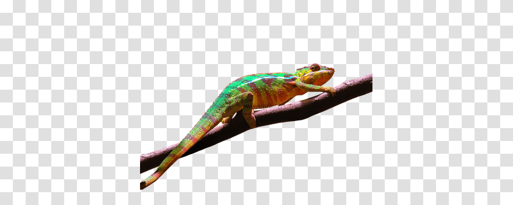 Animal Animals, Lizard, Reptile, Gecko Transparent Png