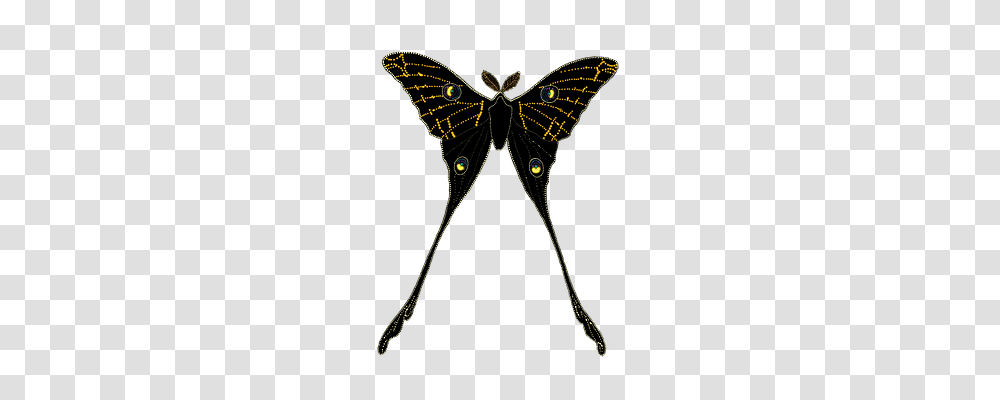 Animal Animals, Insect, Invertebrate, Butterfly Transparent Png