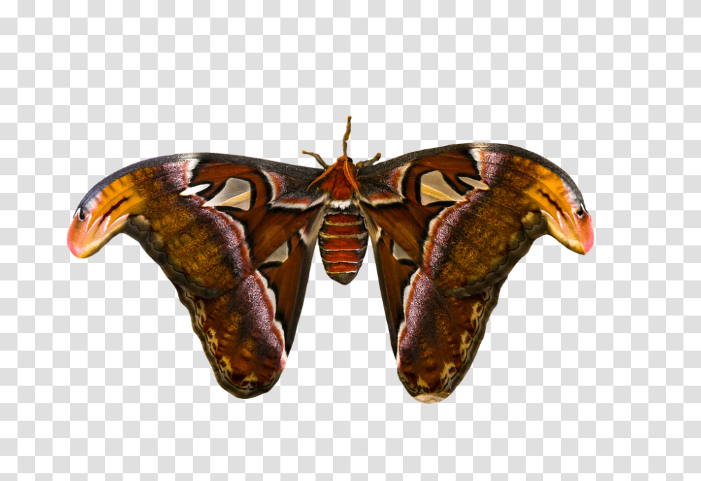 Animal 960, Insect, Butterfly, Invertebrate, Lobster Transparent Png
