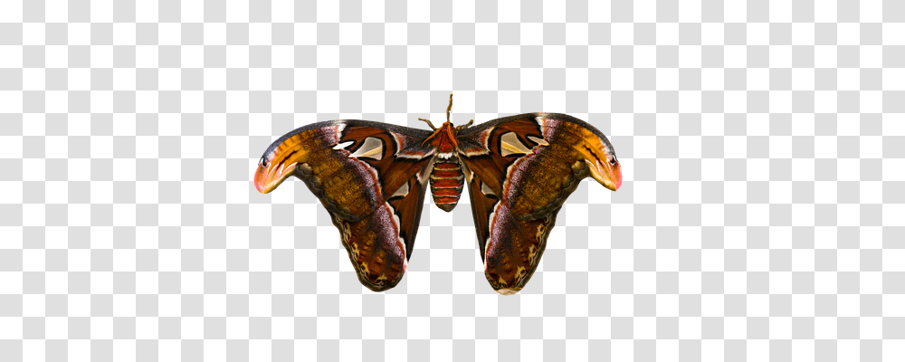 Animal Animals, Butterfly, Insect, Invertebrate Transparent Png