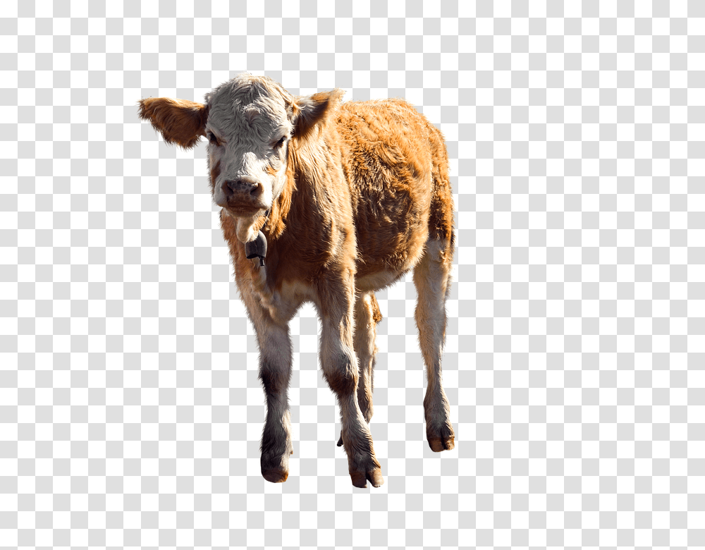 Animal 960, Animals, Calf, Cow, Cattle Transparent Png