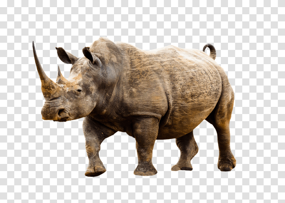Animal 960, Animals, Rhino, Wildlife, Mammal Transparent Png