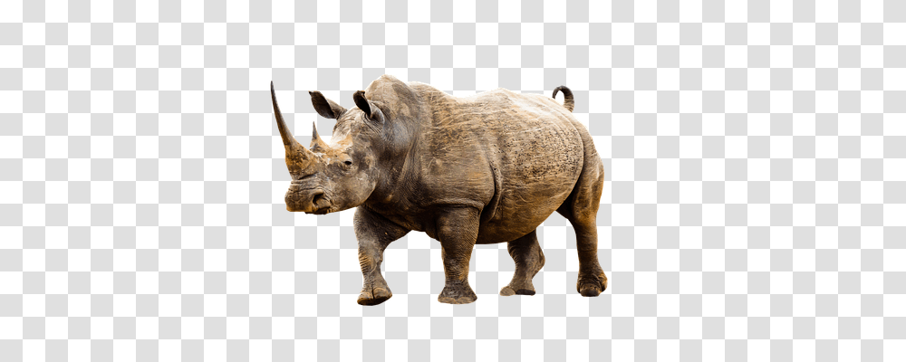 Animal Animals, Rhino, Wildlife, Mammal Transparent Png