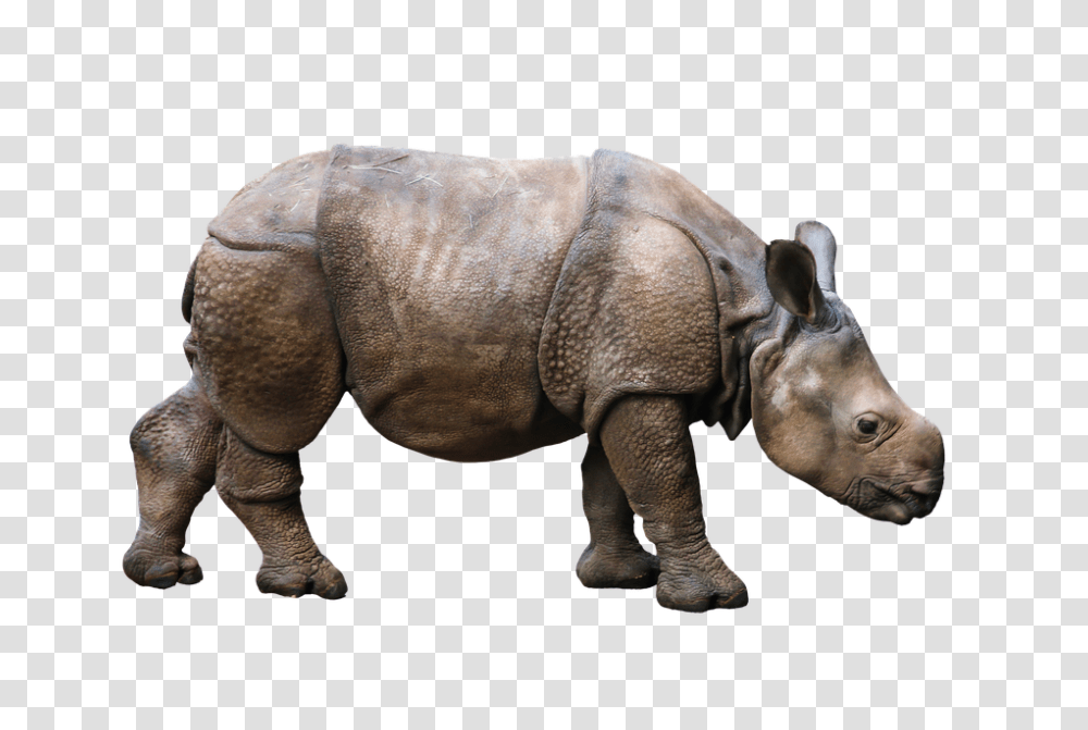 Animal 960, Animals, Elephant, Wildlife, Mammal Transparent Png