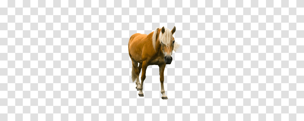 Animal Animals, Horse, Mammal, Colt Horse Transparent Png