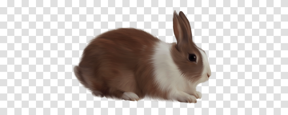 Animal Animals, Rodent, Mammal, Cat Transparent Png