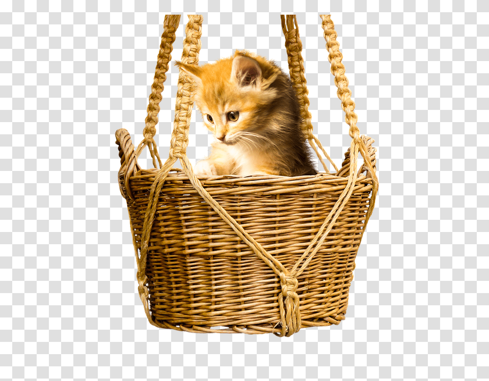 Animal 960, Animals, Basket, Cat, Pet Transparent Png