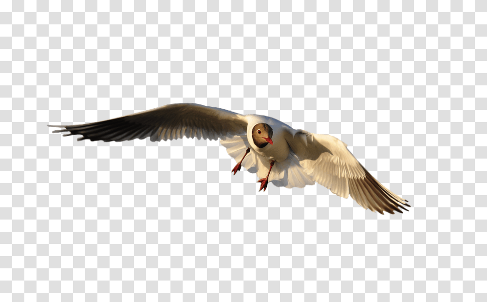 Animal 960, Animals, Bird, Flying, Owl Transparent Png