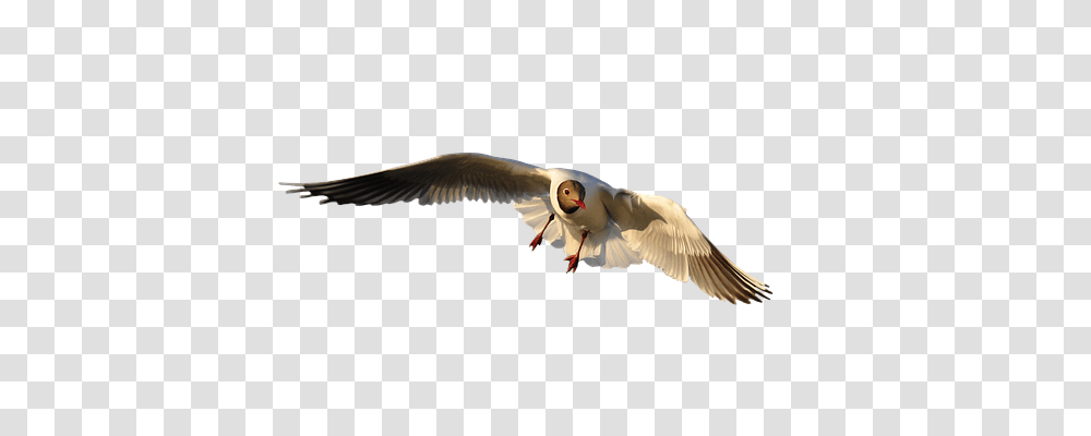 Animal Animals, Flying, Bird, Owl Transparent Png