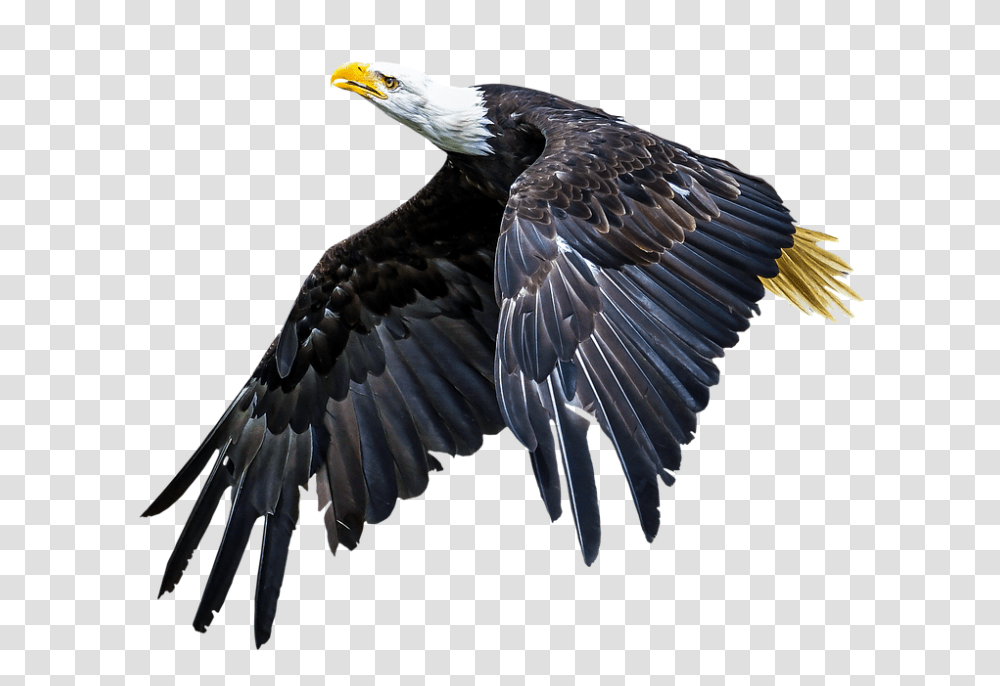 Animal 960, Animals, Bird, Eagle, Bald Eagle Transparent Png