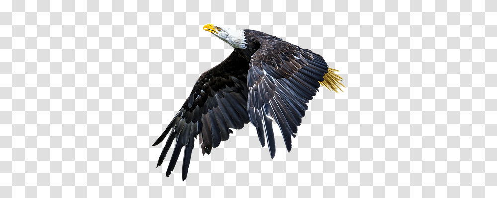 Animal Nature, Bird, Eagle, Bald Eagle Transparent Png