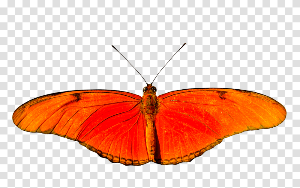 Animal 960, Animals, Butterfly, Insect, Invertebrate Transparent Png