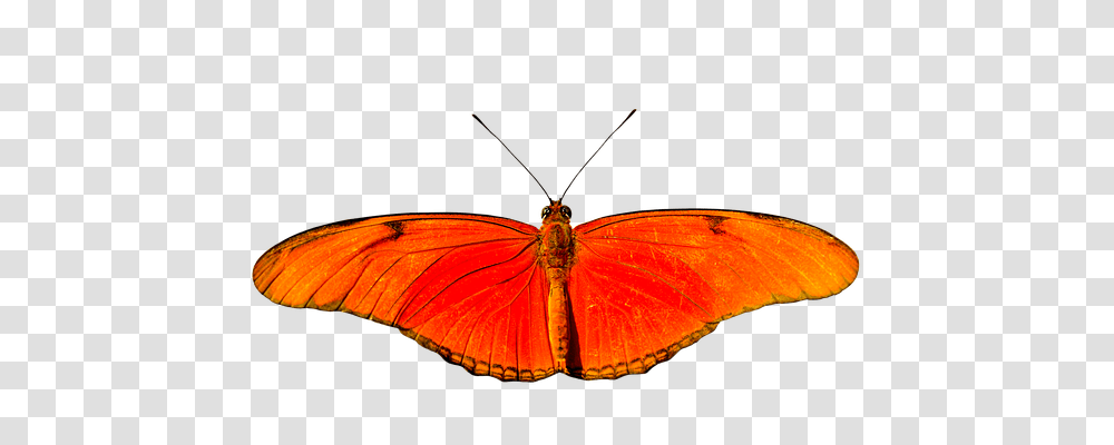 Animal Animals, Butterfly, Insect, Invertebrate Transparent Png