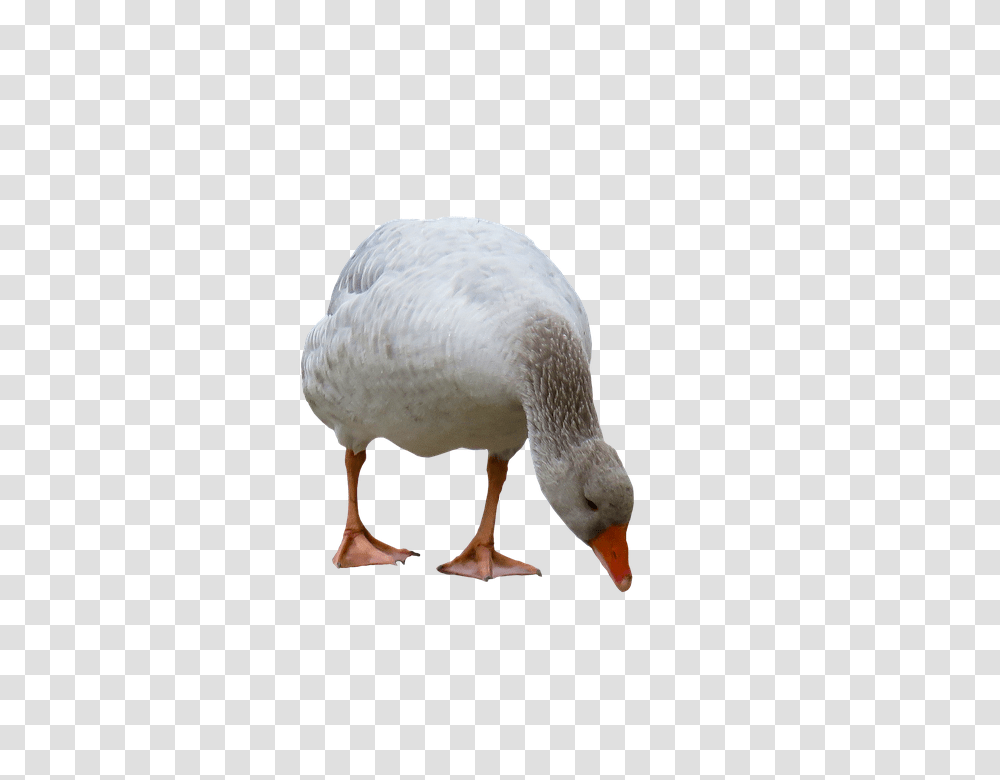 Animal 960, Animals, Goose, Bird, Beak Transparent Png