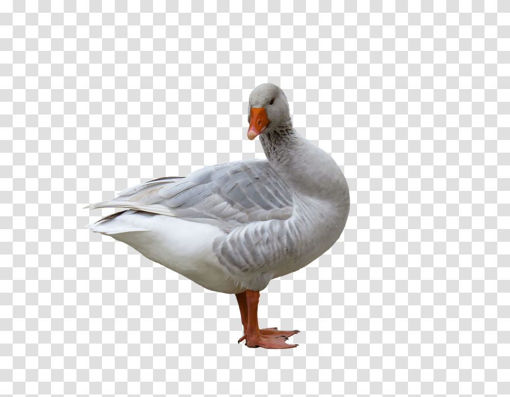 Animal 960, Animals, Bird, Goose Transparent Png